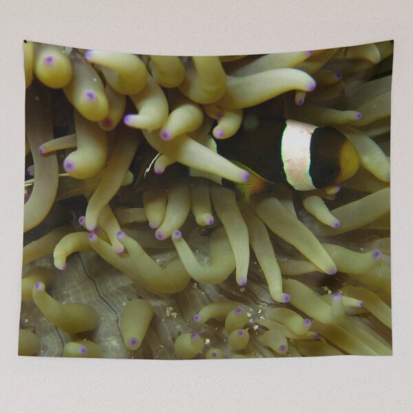 Item preview, Clownfish Underwater designed and sold by Belcibol.