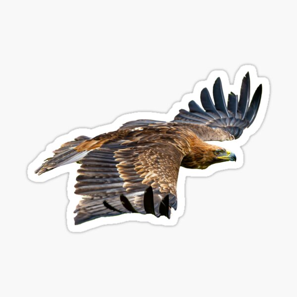 Golden Eagle Stickers for Sale