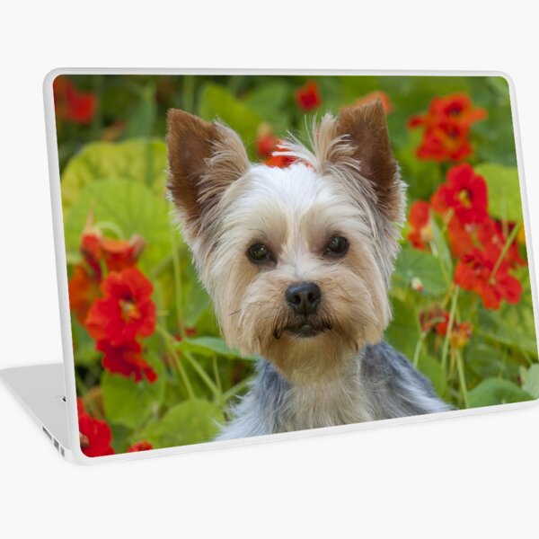 Yorkshire Terrier With Flowers Laptop Skin