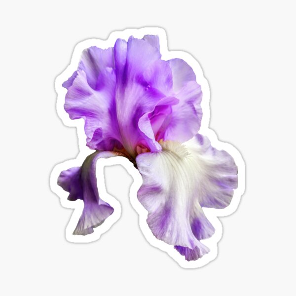 Purple Iris Sticker