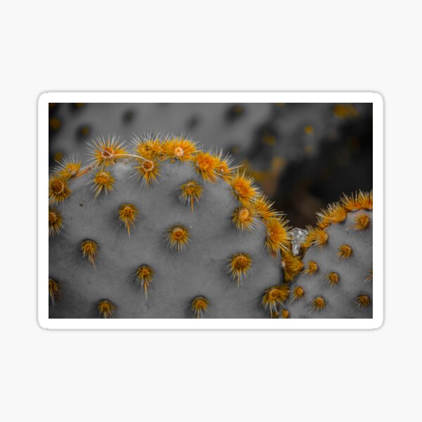 Cactus Sticker