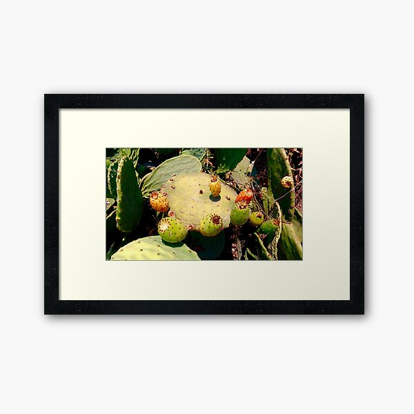 Cactus Type Plant Framed Art Print
