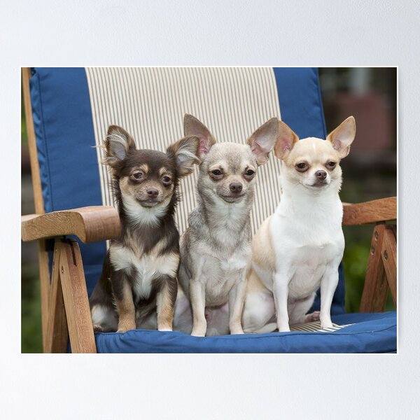 Item preview, Three Chihuahua Dogs Sitting on a Chair designed and sold by ScienceSource.