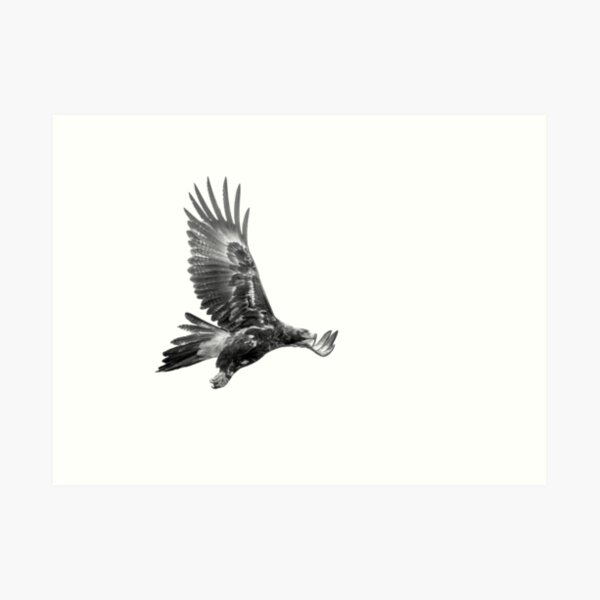 Wedge Tailed Eagle Art Prints | Redbubble