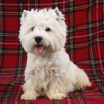 West Highland White Terrier on a Scotch Plaid Coffee Mug Mixer Mug