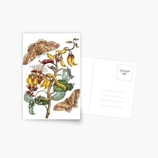 Item preview, Coral tree and silk moth - Maria Sibylla Merian designed and sold by 1001karte.