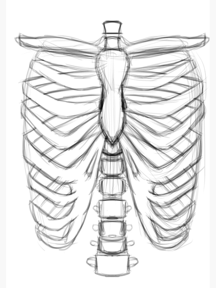 Ribcage Study - Ashley Considine-Shanahorn - Drawings & Illustration,  People & Figures, Other People & Figures, Other - ArtPal