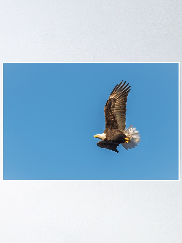 Póster «Águila calva en vuelo con cielo azul» de Amy-K-Mitchell | Redbubble