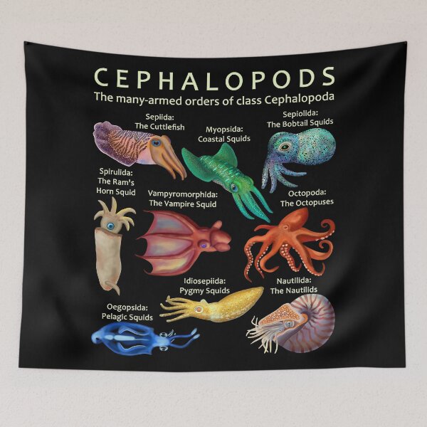 Item preview, The Cephalopod: Octopus, Squid, Nautilus, and Cuttlefish designed and sold by ELMayer.
