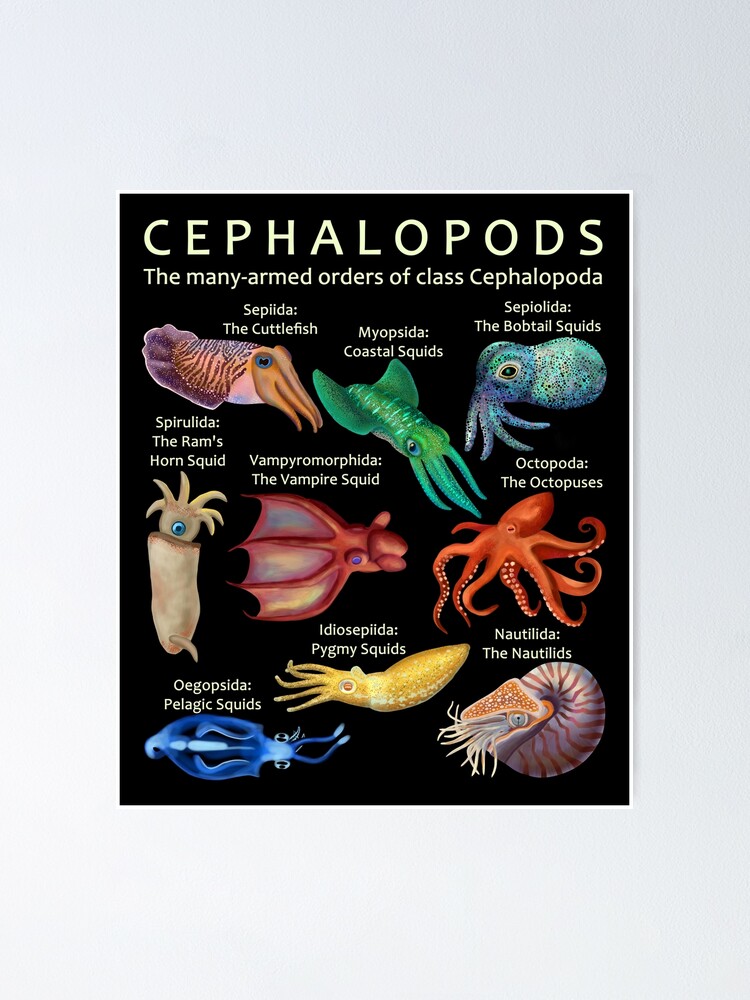 The Cephalopod: Octopus, Squid, Nautilus, and Cuttlefish | Poster