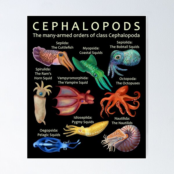 Item preview, The Cephalopod: Octopus, Squid, Nautilus, and Cuttlefish designed and sold by ELMayer.