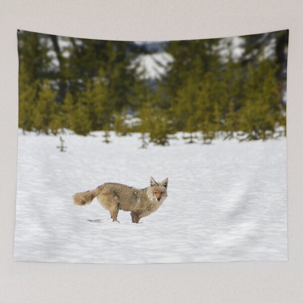 Item preview, Coyote in Snow with Trees, Wild Coyote, Animal in Snow, Snow in Yellowstone, Animal in Yellowstone designed and sold by naturecdesigns.