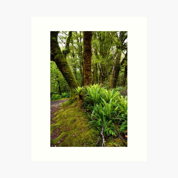New Zealand Rainforest Art Print