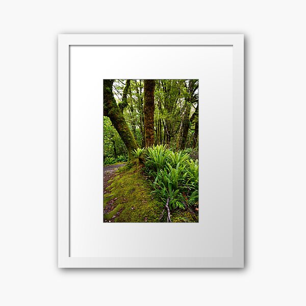 New Zealand Rainforest Framed Art Print