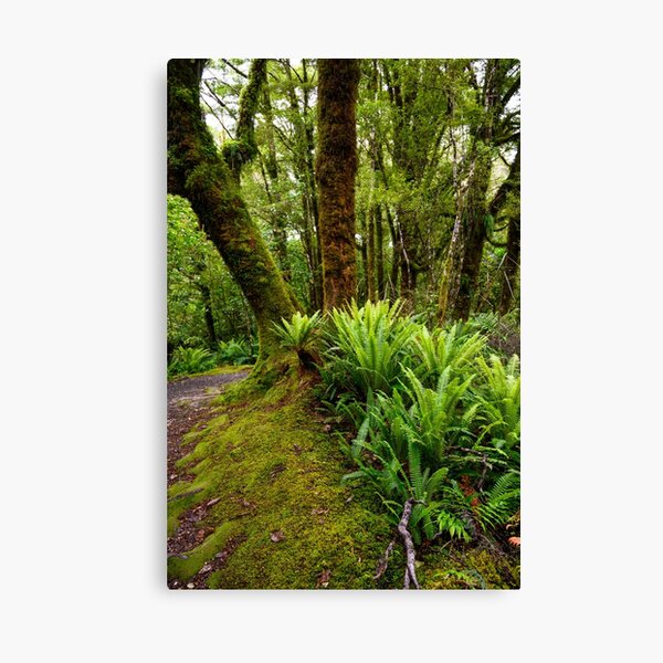 New Zealand Rainforest Canvas Print