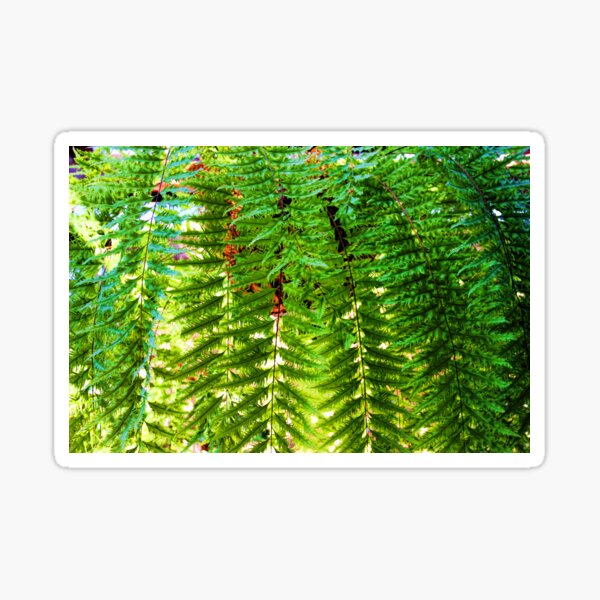 Item preview, Swordfern Basket designed and sold by HHPhotographyFL.