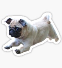 PUGS! Sticker