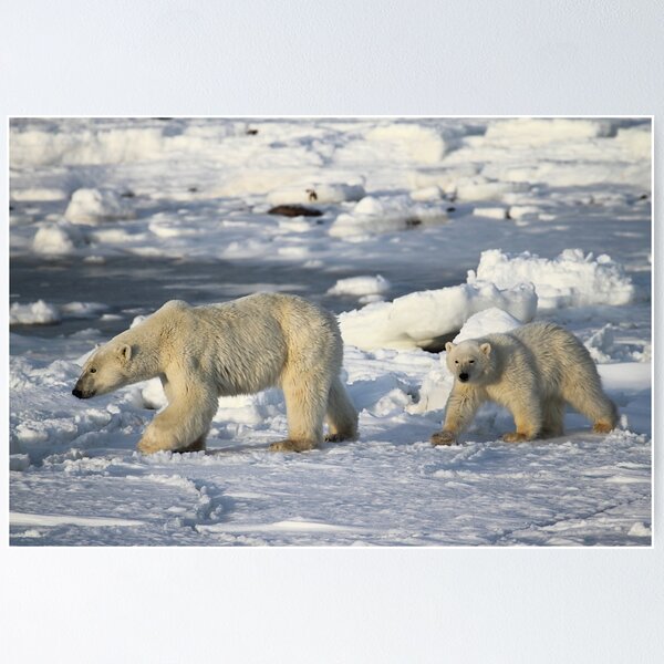 Item preview, Oso polar y cachorro caminando en la tundra, Churchill, Canadá designed and sold by Carole-Anne.