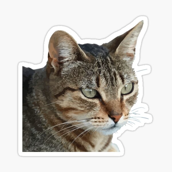 Stunning Tabby Cat Close Up Portrait Vector Isolated Sticker For Sale By Taiche Redbubble