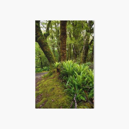 New Zealand Rainforest Art Board Print