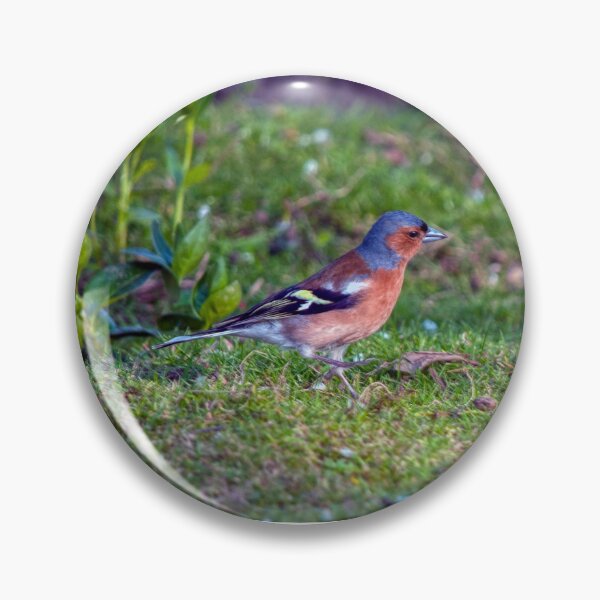 Item preview, Chaffinch designed and sold by Steve H Clark.