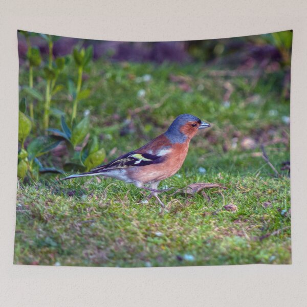 Item preview, Chaffinch designed and sold by Steve H Clark.
