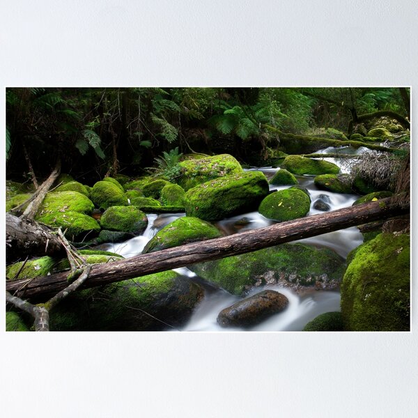 Item preview, Forest Mosses designed and sold by John Dekker.