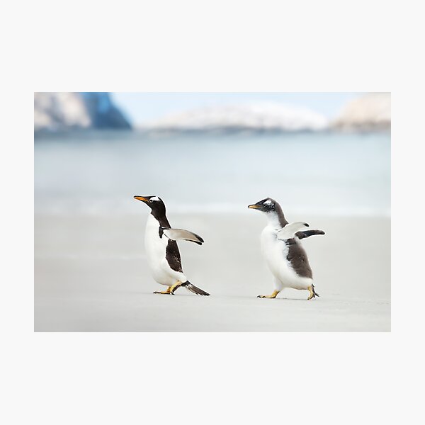 Item preview, Gentoo penguins on the beach designed and sold by dgwildlife.