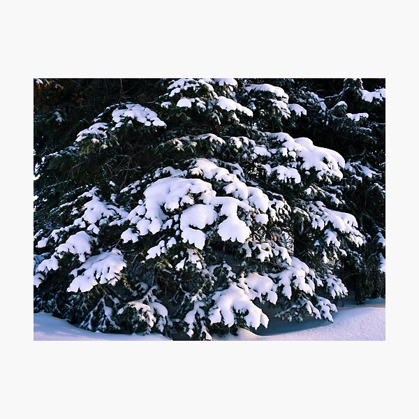 Item preview, Snowy Pine Trees designed and sold by Avila Loomis.