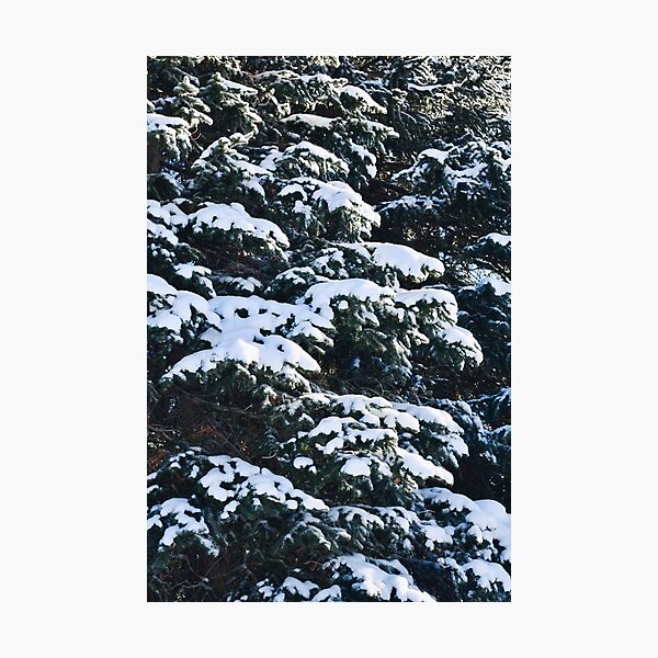 Item preview, Snowy Winter Pine Trees  designed and sold by Avila Loomis.