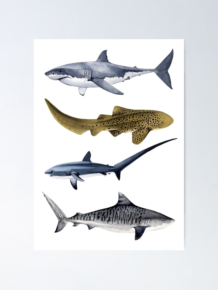 SHARKS VI-great white, zebra, thresher & tiger sharks