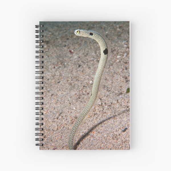 Spotted Garden Eel, North Sulawesi, Indonesia Spiral Notebook
