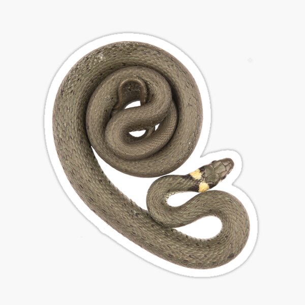 Item preview, Grass snake designed and sold by Thor  Håkonsen.