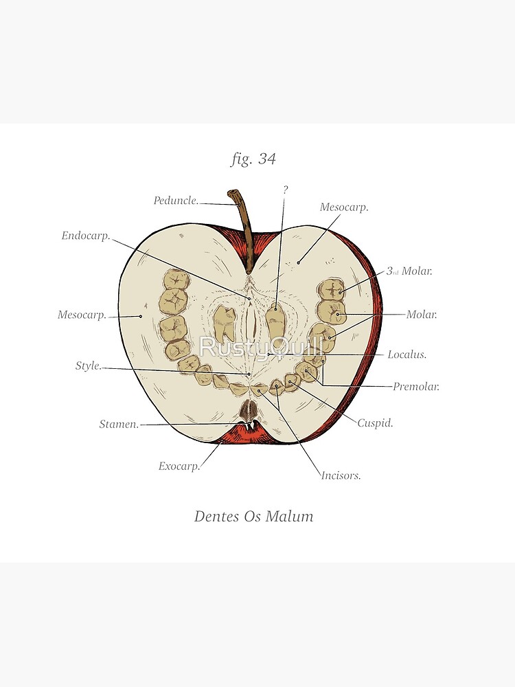 The Magnus Archives - Anatomy Class - Teeth Apple by RustyQuill