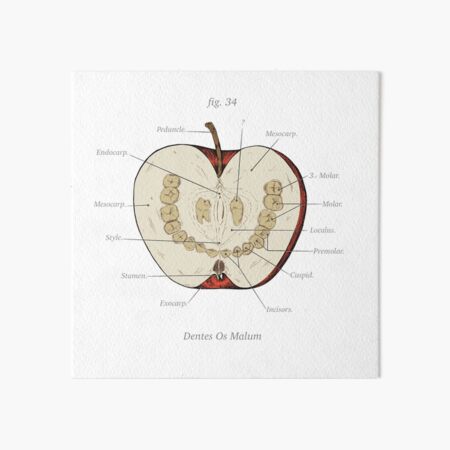 The Magnus Archives - Anatomy Class - Teeth Apple Art Board Print