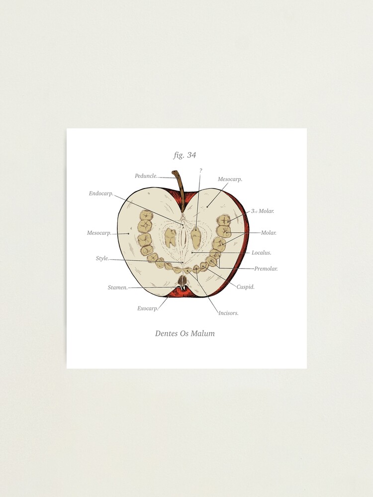 Thumbnail 1 of 3, Photographic Print, The Magnus Archives - Anatomy Class - Teeth Apple designed and sold by RustyQuill.