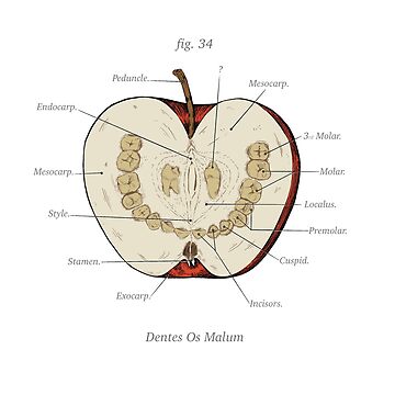 Artwork thumbnail, The Magnus Archives - Anatomy Class - Teeth Apple by RustyQuill