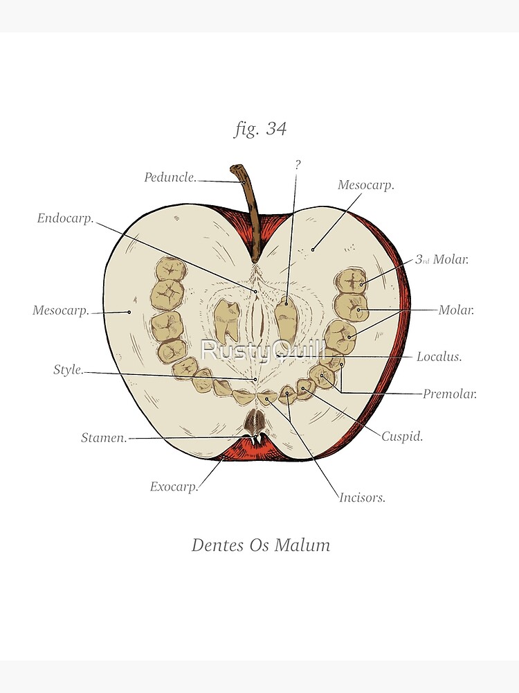 The Magnus Archives - Anatomy Class - Teeth Apple by RustyQuill
