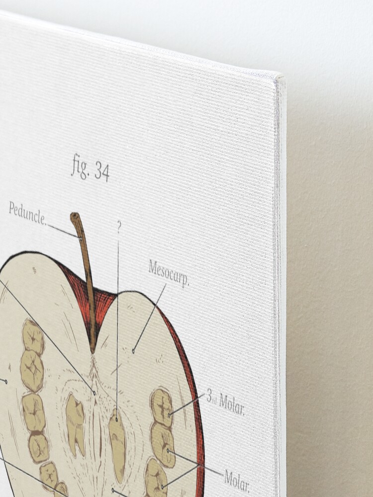 Alternate view of The Magnus Archives - Anatomy Class - Teeth Apple Mounted Print