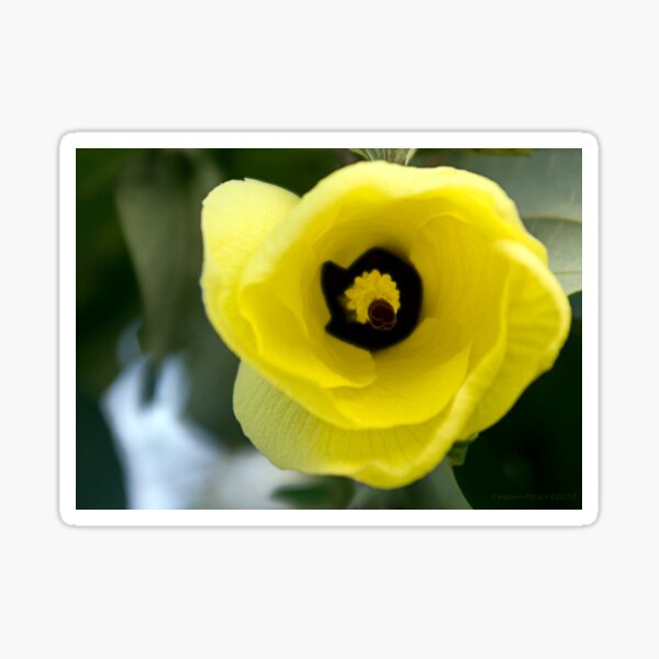 "I'm listening!" ~ Hibiscus Tiliaceus Yellow Bloom Sticker