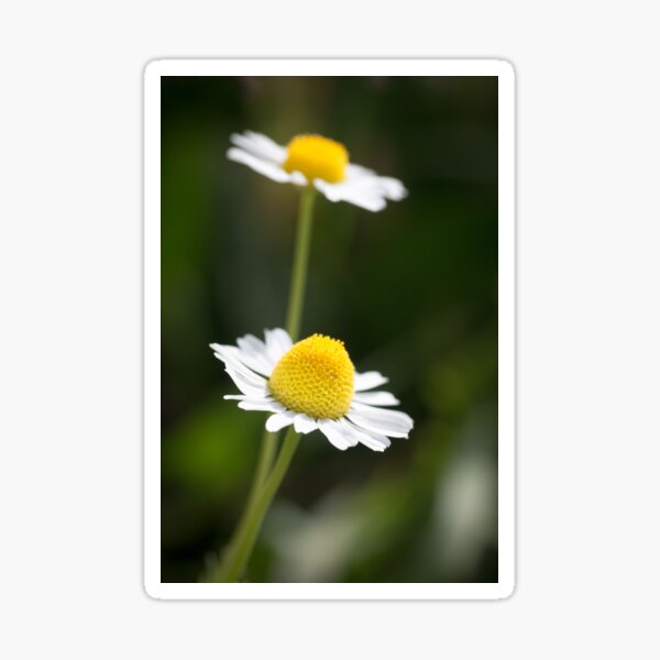 A Pair of daisy flowers Sticker
