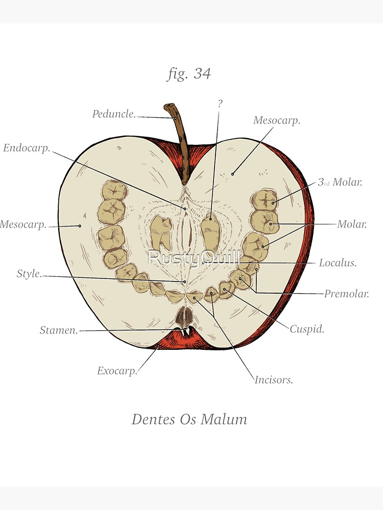 The Magnus Archives - Anatomy Class - Teeth Apple by RustyQuill