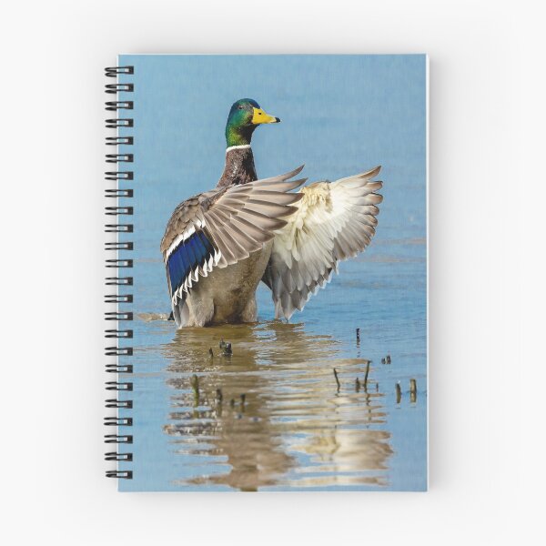 Item preview, Clapping Mallard designed and sold by Dalyndigital Photography.