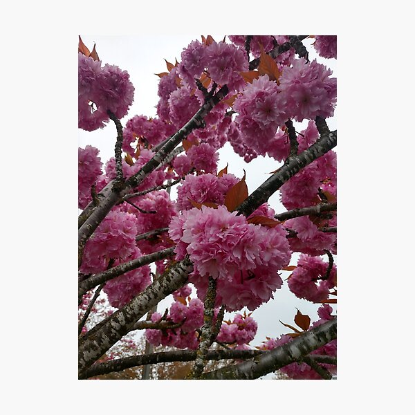 Item preview, Pink Tree Pop designed and sold by circus-shop.