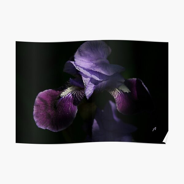 Magical, blue-purple iris in sunlight and shade. Nature photography Poster