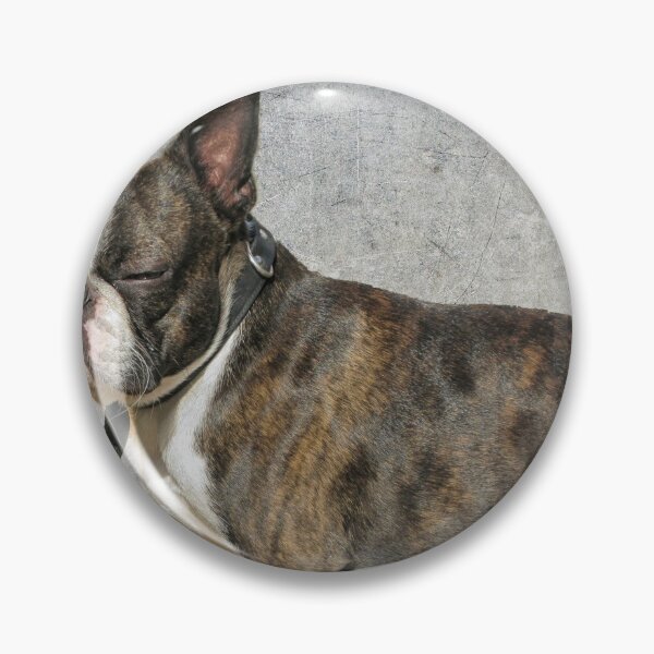 Item preview, Boston terrier designed and sold by Photopat.