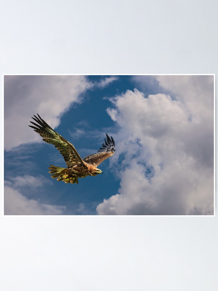 Póster «El vuelo del águila» de Dalyn | Redbubble