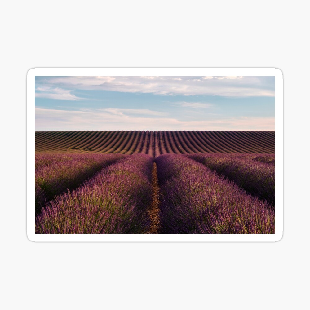 Provence Feld Frankreich Ansichtskarte: blühendes Lavendel 