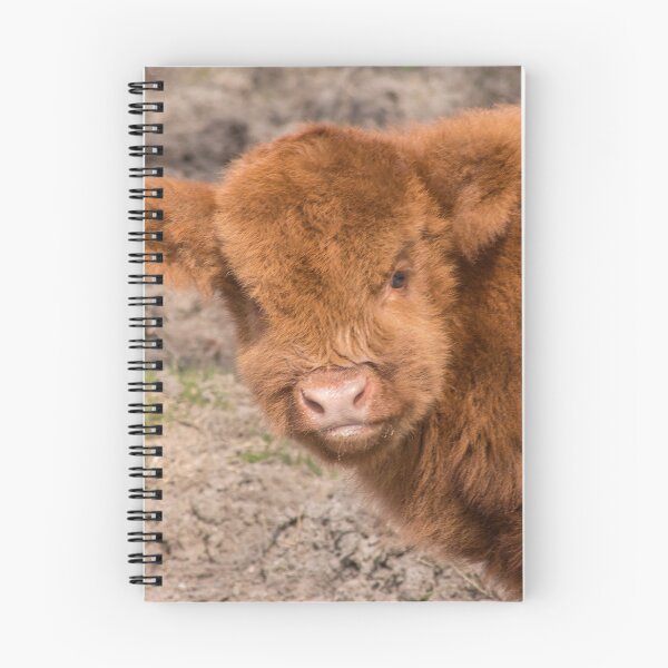 Aperçu de l'œuvre Bébé écossais Highland écossais créée et vendue par HaleyRedshaw.