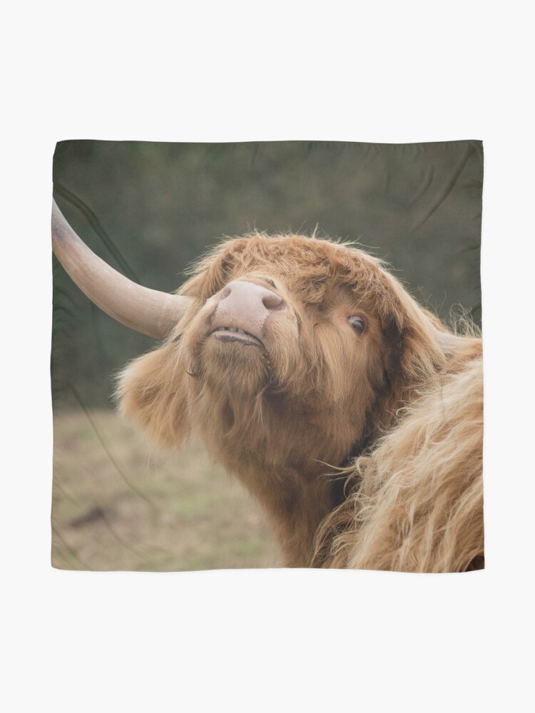 “Scottish Highland cow” Scarf by HaleyRedshaw | Redbubble